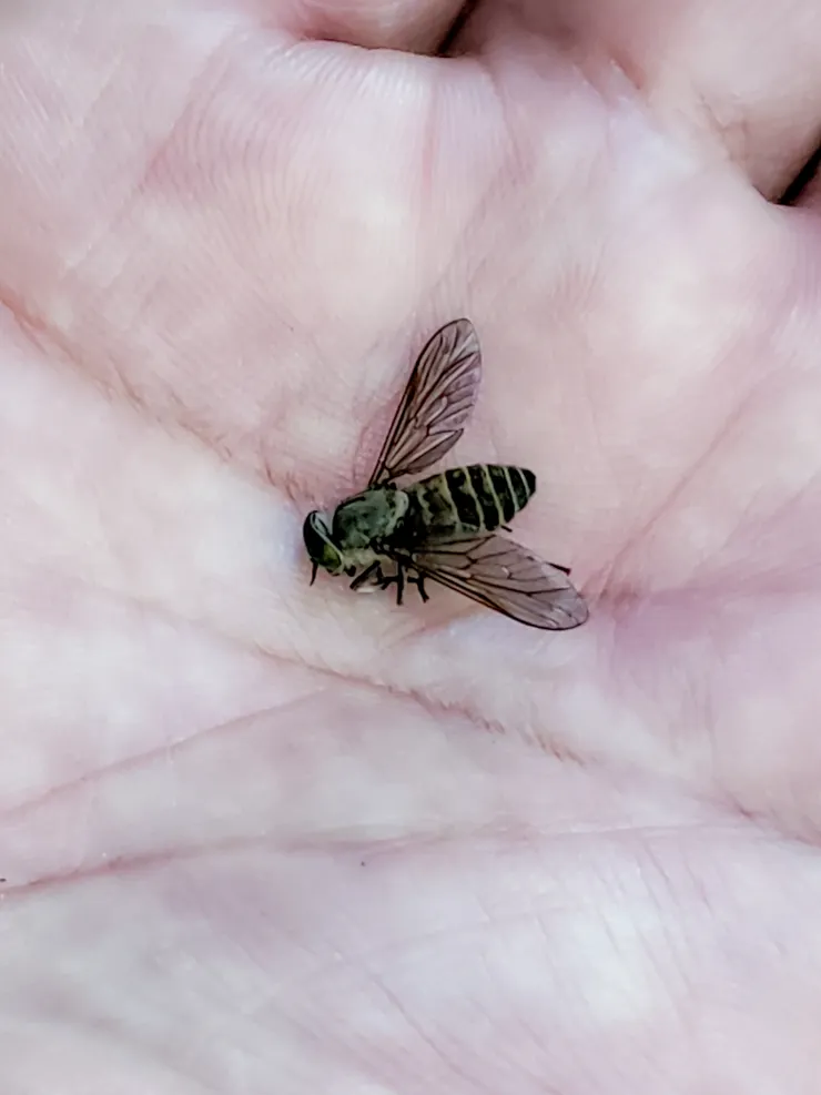 咬人很痛的牛虻