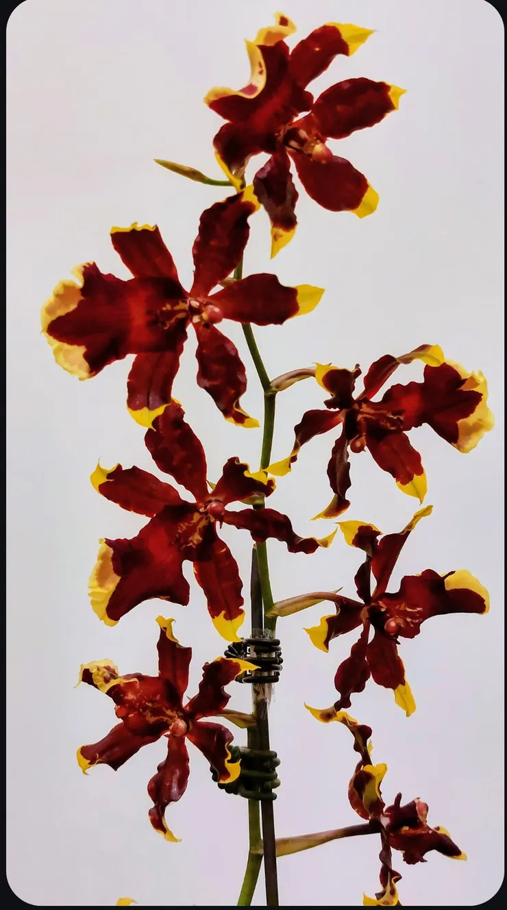 花瓣尾端黃色取名黃金貓