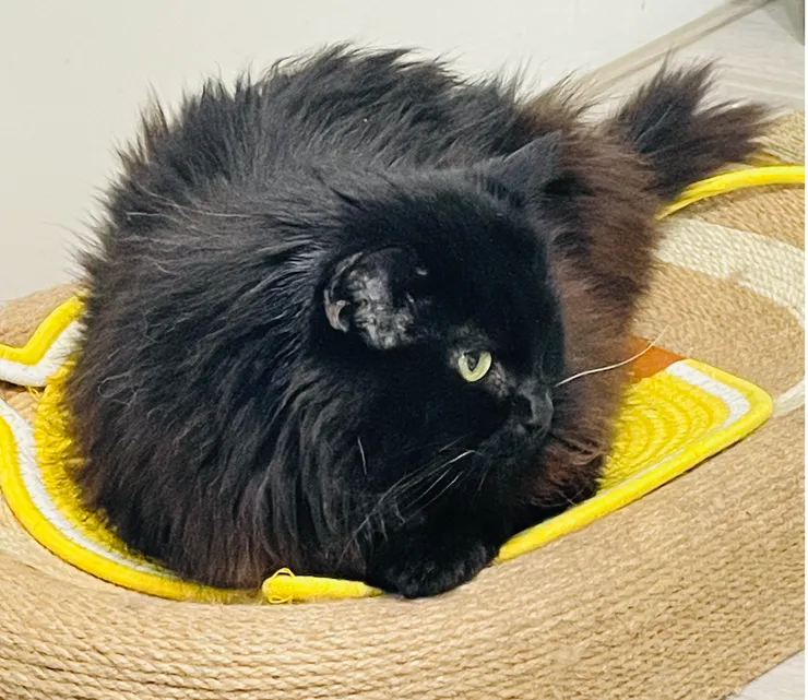 又老又病的黑黑，雖然行動力不如以往，但對新物品仍有高度興趣，對於放飯時間也記得很清楚，是貓奴心中永遠的天才貓。