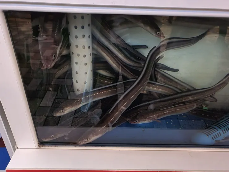 釜山美食清單中的鰻魚（活）