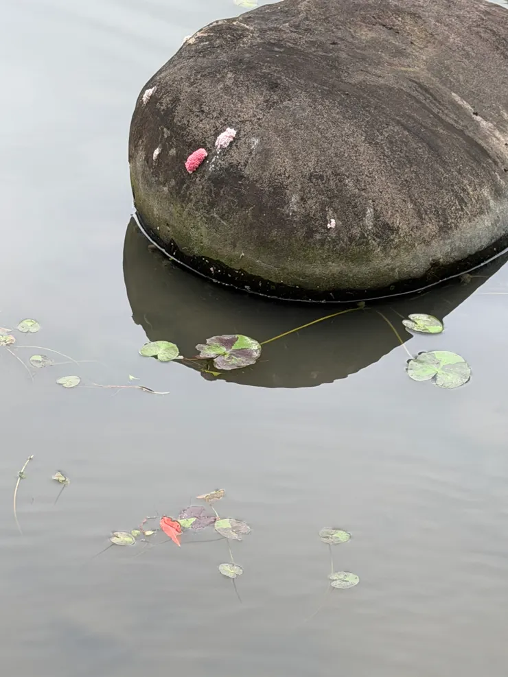 福壽螺的卵；很少見到了，趕快跟孩子介紹