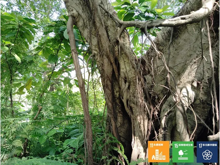 很有「潛力」的林間樹層