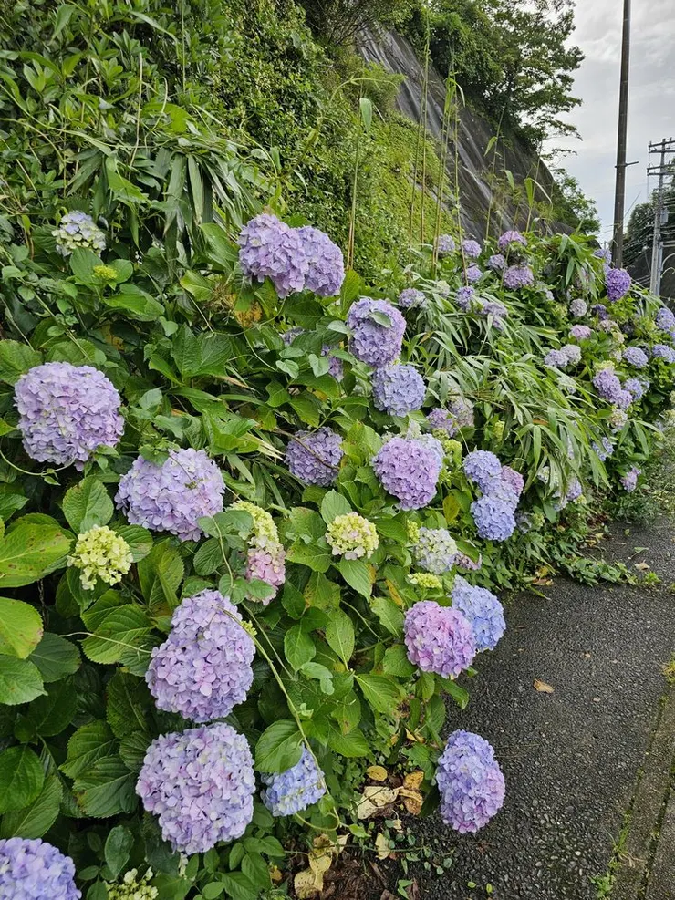 路邊的繡球花也好漂亮，不過行人路不太好走