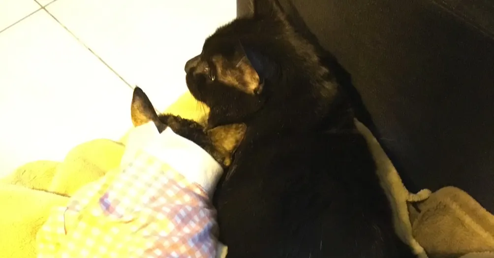 動物醫森小李的沙龍