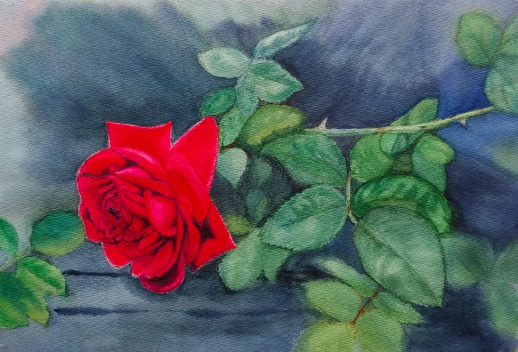 玫瑰，水彩，8開。玫瑰花的花瓣非常複雜，我先畫了一張草圖，試過顏色，才正式動筆。