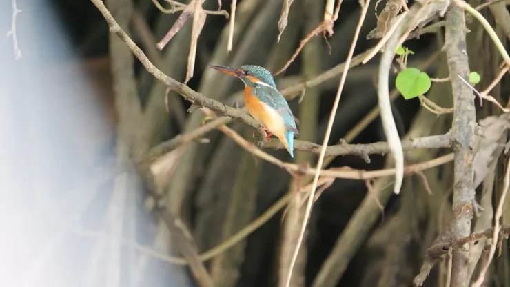 Common Kingfisher