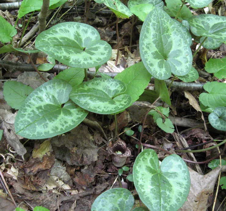 Hexastylis shuttleworthii。圖片取自維基百科。