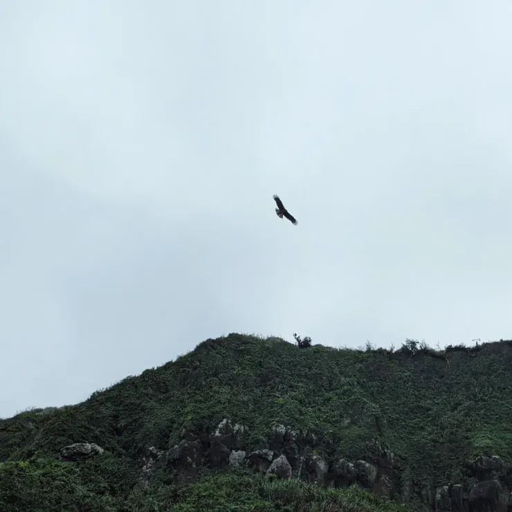 黑鳶盤旋在空中