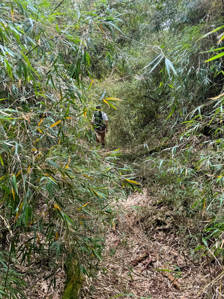 往羅葉尾山幾乎是箭竹的山徑，看起來有整理過。