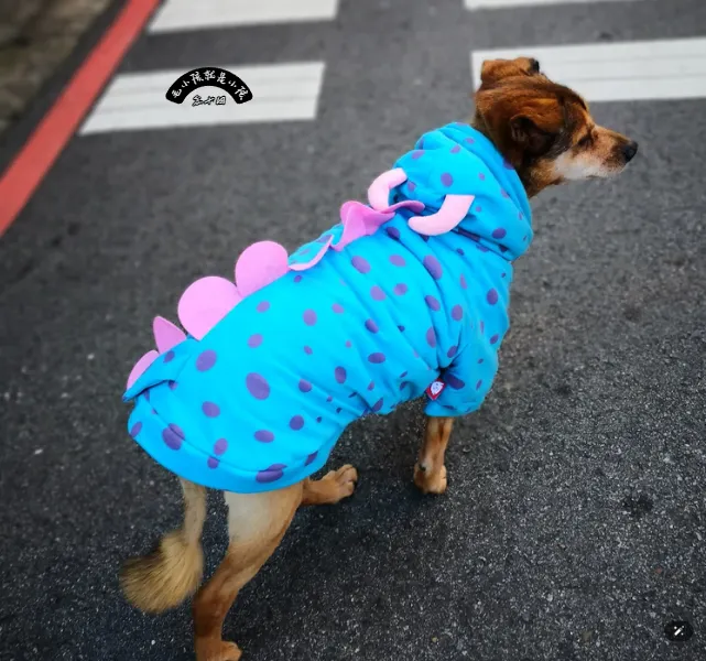 狗狗嗅聞散步可以改善皮質醇導致暴衝，可用長牽繩天天帶牠去散步