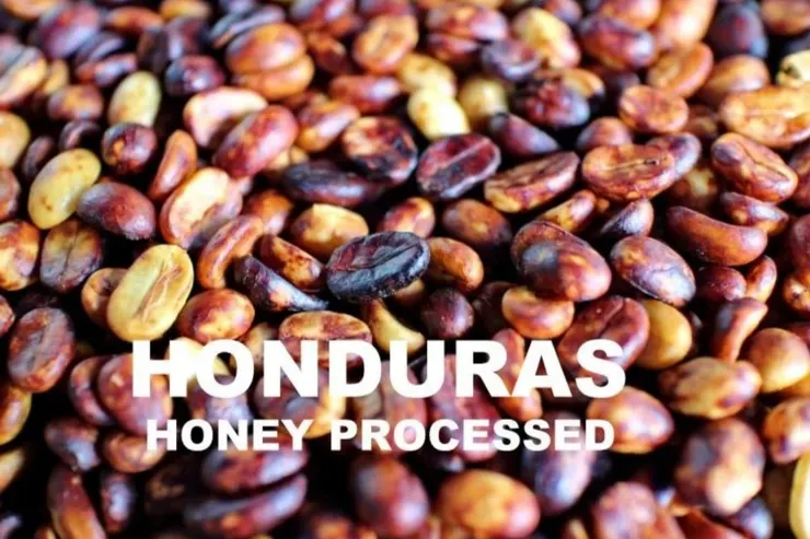 宏都拉斯 聖文森處理廠 托里莊園 費明小農 厭氧蜜處理 IH90