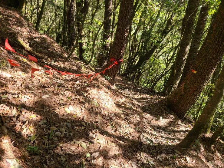 取左跨越封鎖線往舊路方向,新舊岔