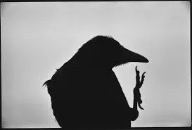 深瀨昌久最出名的烏鴉照片