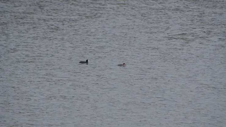 左：白骨頂 右：白秋沙