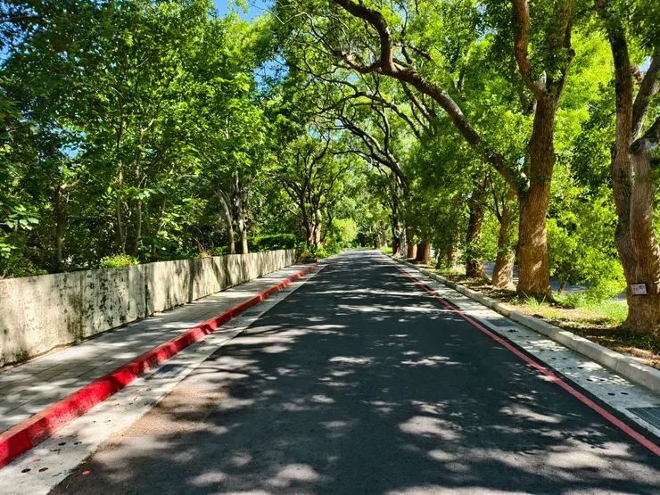 中山北路一段8巷，隔著成排的樟樹是6巷。