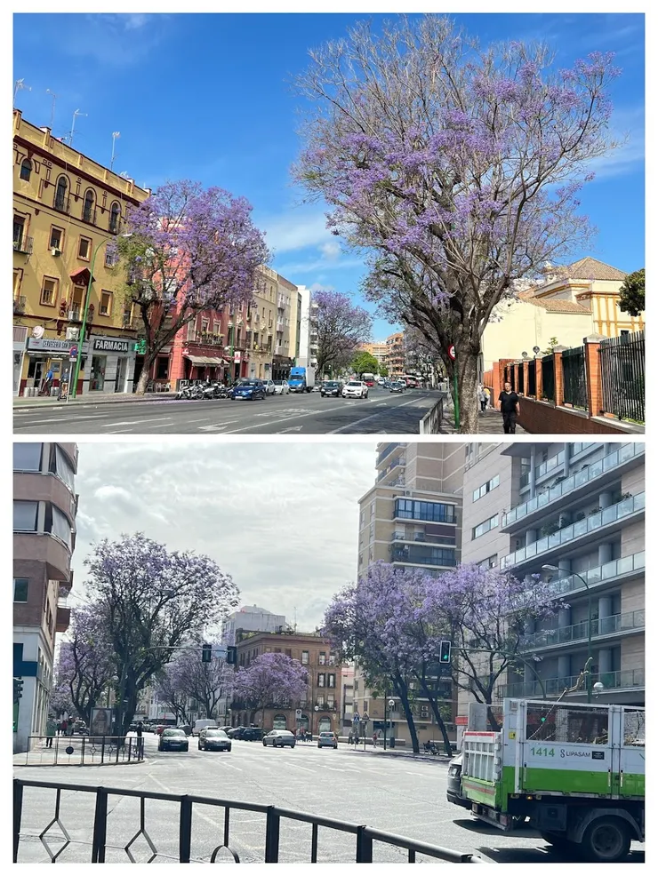 藍花楹盛開的馬路