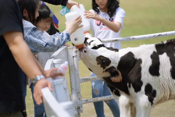 綠盈牧場小乳牛觸摸體驗區