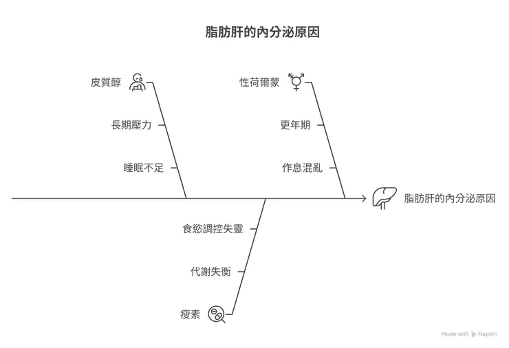 肝臟內分泌相關魚骨圖