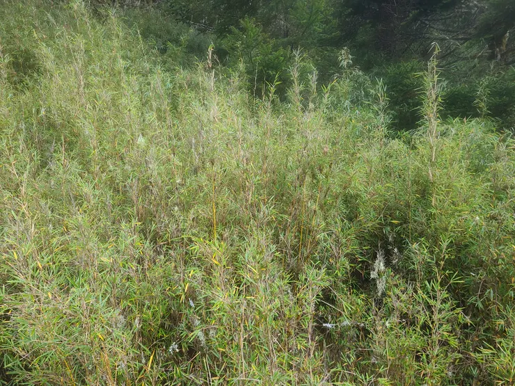 有一好沒兩好，這邊的箭竹下方坑洞、落差很多。有的有路底、有的沒有，還是只能抓大方向走