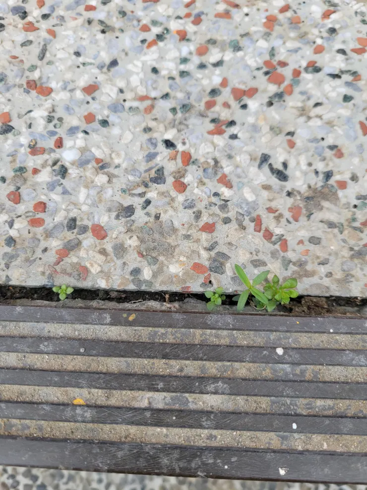 這是我很努力的樣子