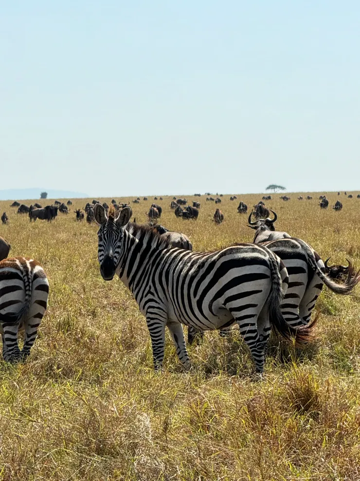 混入牛羚群的斑馬,其實才是真正帶頭的~~~