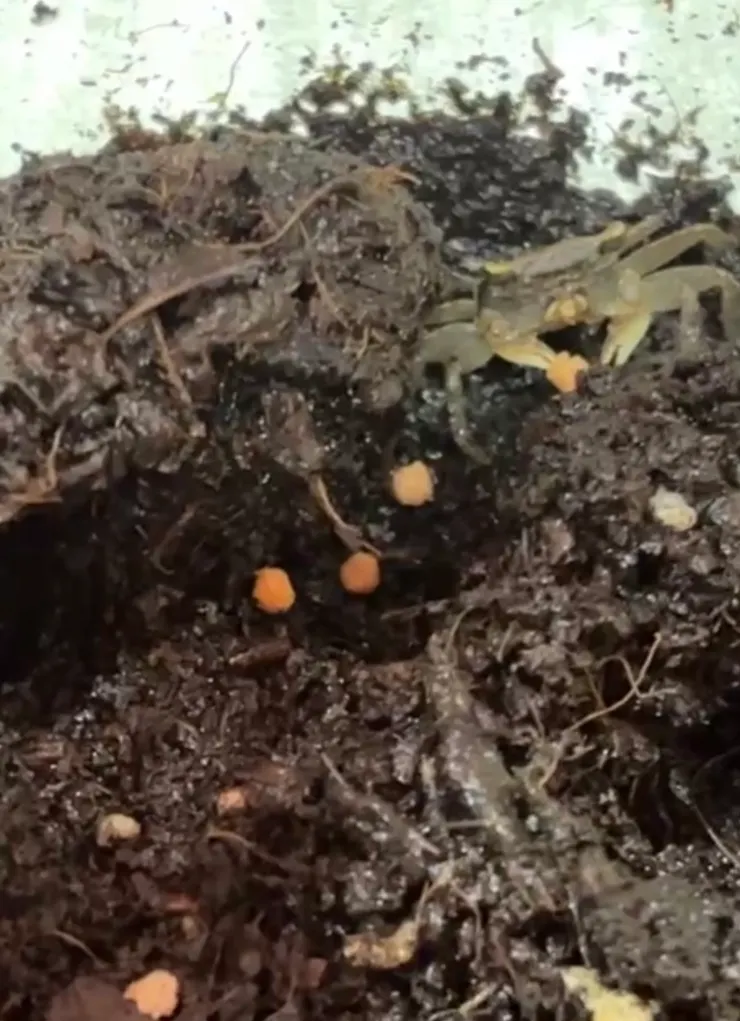 2026/04/18 抓一顆飼料