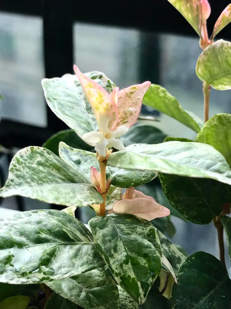 如果沒特別留意，常常被忽略的花