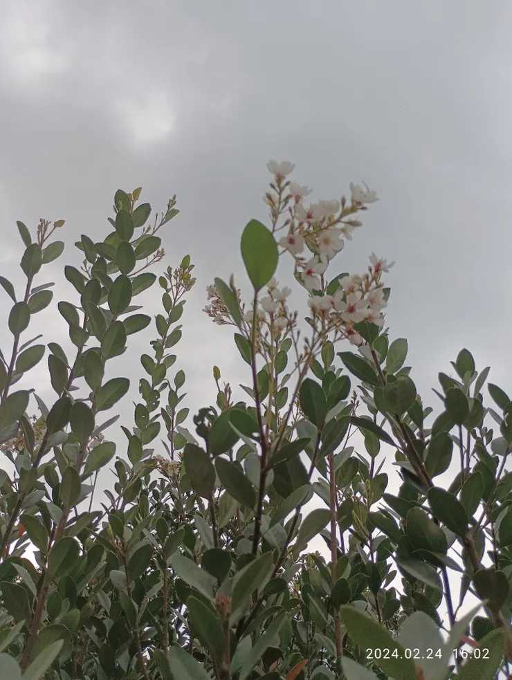 石斑花仰天淺吟春頌