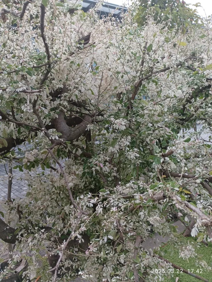 金龜樹野地常見，但斑葉金龜樹卻是非常少，於屏東農科園區內初見！