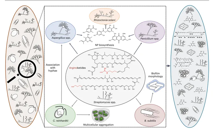 圖三、精胺酸酮類細菌、真菌、藻類間化學語言的潛在生態意義。