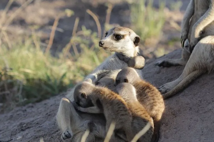狐獴家族很照顧小孩，「平時」乾媽也會一起爭著照顧，你說「危險時」親媽跟乾媽有差嗎？這個要問「國家地理頻道」