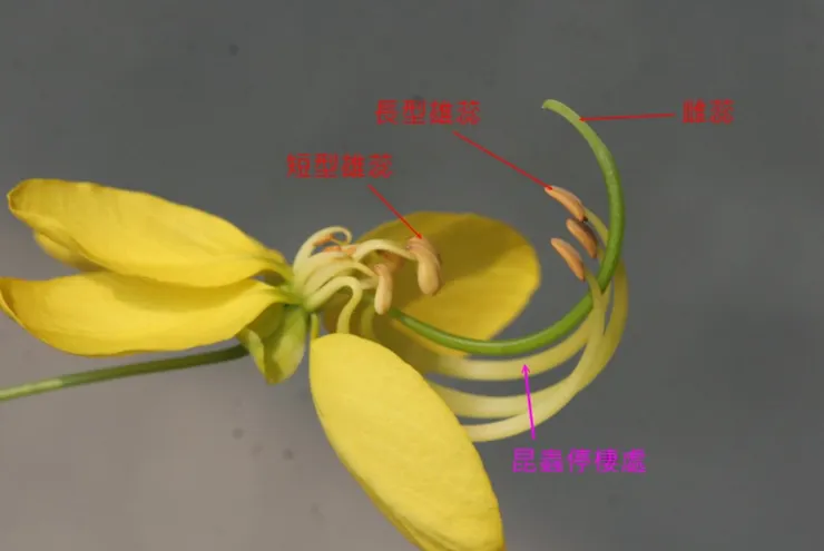 阿勃勒花的特殊設計