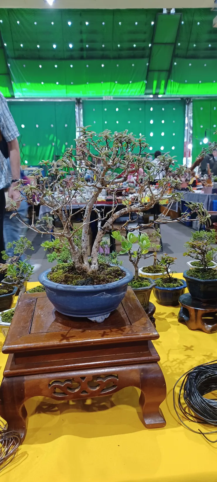 展示活動順手忙裡偷閒玩纏線的香芭樂