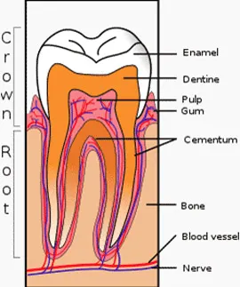 牙髓神經與血管是交纏在一起，還有他們都是由根尖孔進入牙齒的（絲線吊金鐘）