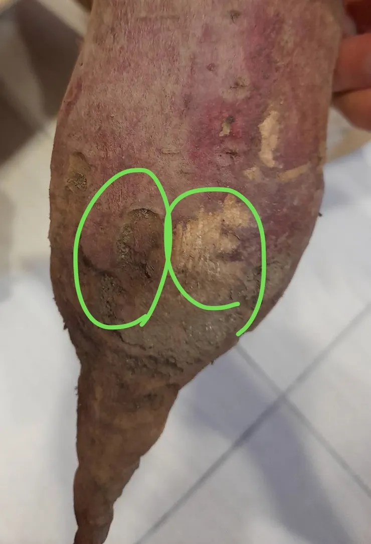 正常地瓜-結合上述兩種情況