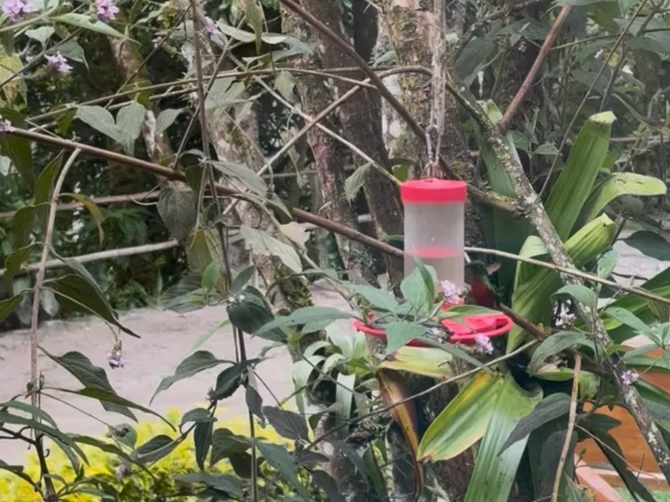 窗外可以看到有蜂鳥飛來飛去