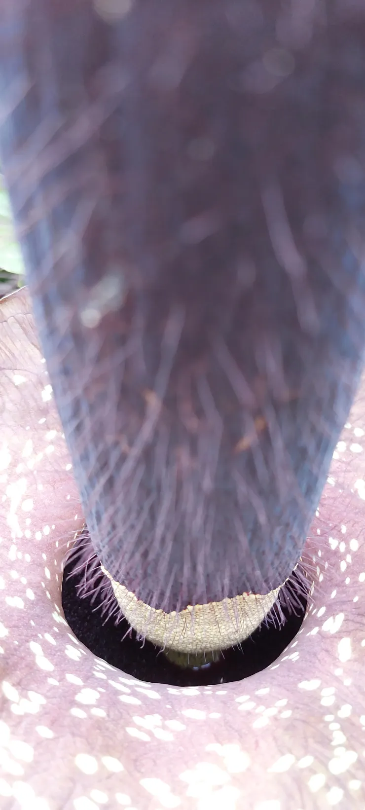 佛焰苞形狀如同一個杯狀上緣有波浪狀的構造，總花梗間長出細長的鬚根