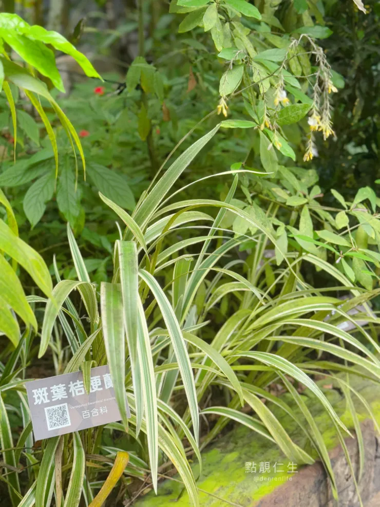 還沒開花的斑葉桔梗蘭｜台北典藏植物園