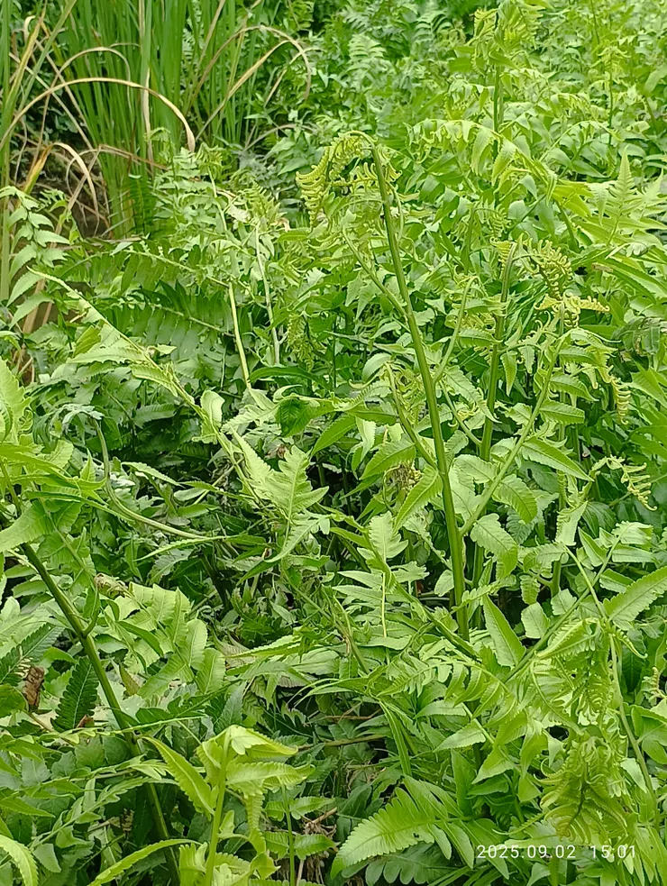 可食用的蕨，自拍攝