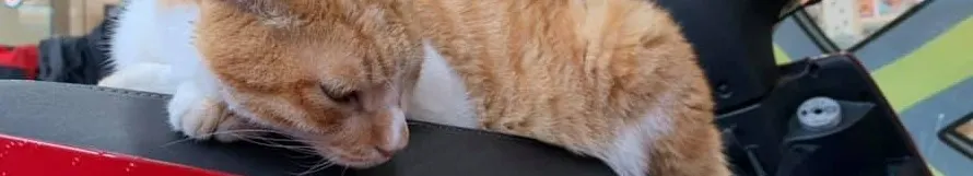 奶酥麵包的沙龍