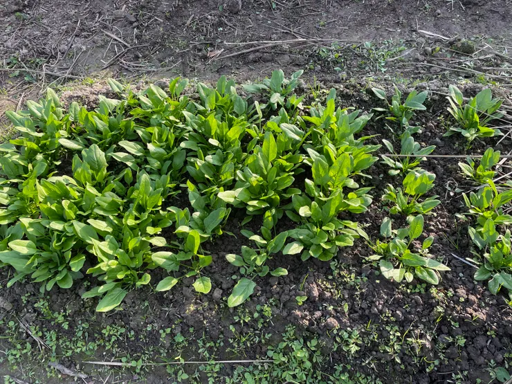 快要可以收成的菠菜