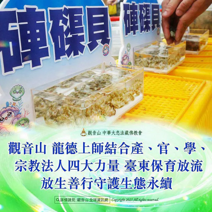 放流硨磲貝實況報導(一)台東保育放流