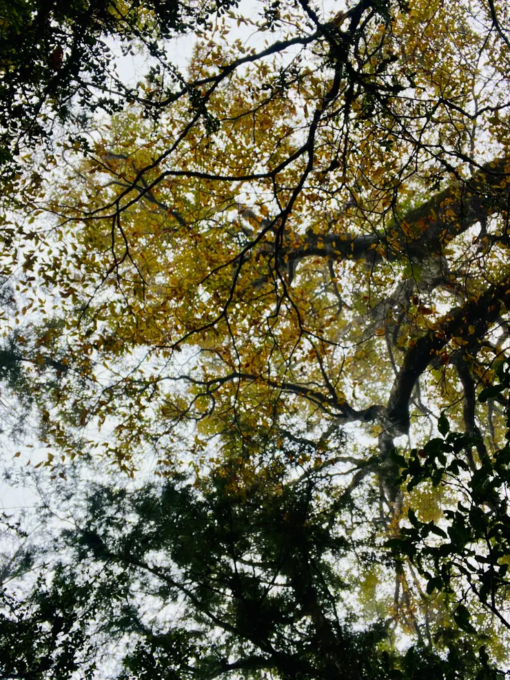 很久以前台灣曾被冰河覆蓋，一些物種便順著結冰跨海來台。直至冰河消退，這些物種在亞熱帶的台灣只好往高山移動，繼續生存至今，例如台灣山毛櫸、櫻花鉤吻鮭等，都屬於這類冰河時期的孓遺生物。