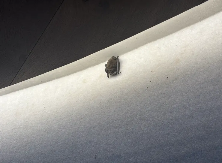 小驚喜～裡面有蝙蝠，回去查了下牠叫馬蹄蝠（Horseshoe bat）