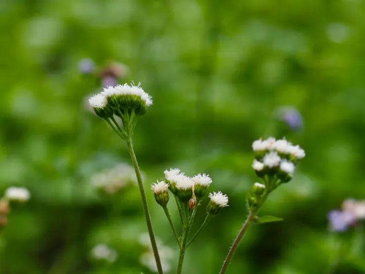 白花藿香薊；攝於台南白河關子嶺路邊，常見於在平地、田邊、荒野空地上http://kplant.biodiv.tw/白花藿香薊/白花藿香薊.htm
