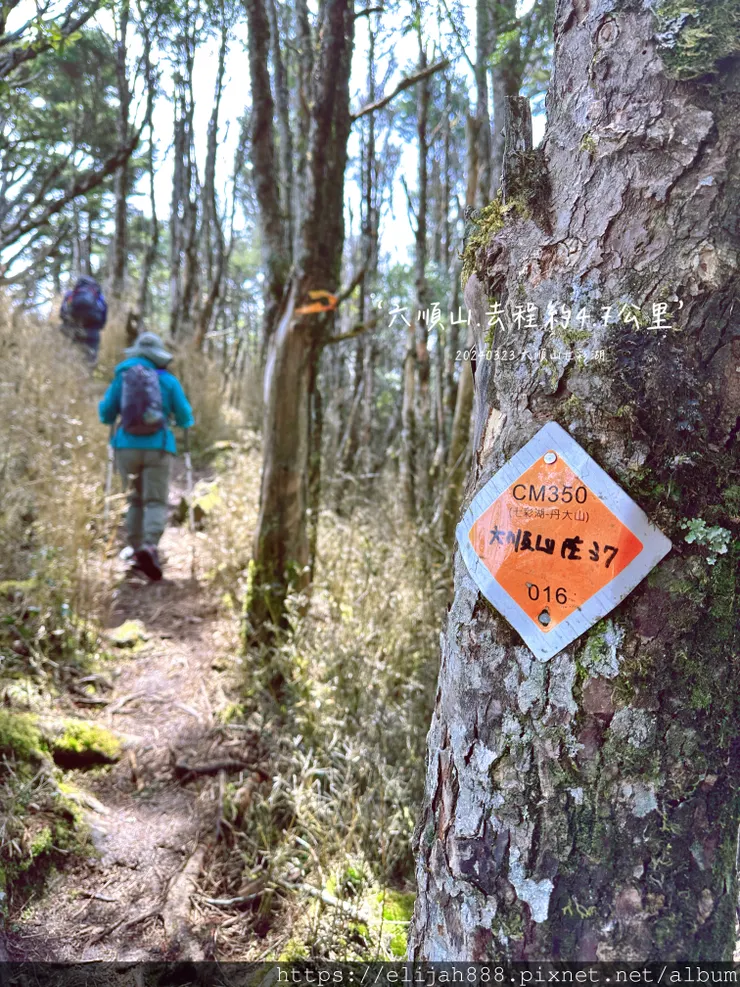 【丹大林道.六順山.七彩湖】六順山.海拔3009公尺/波波草