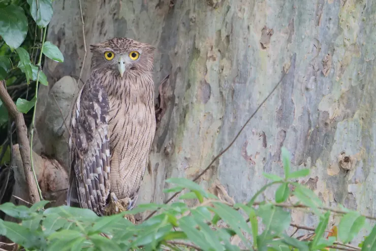 Brown Fish Owl