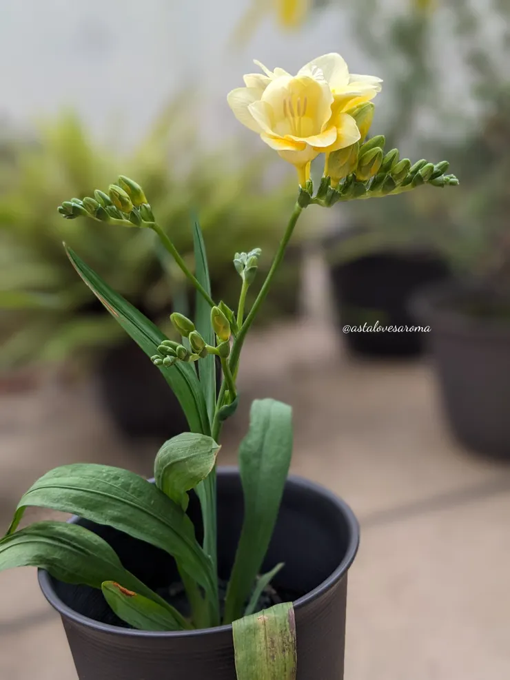 奶油黃小蒼蘭 -【Lucca】（盧卡）