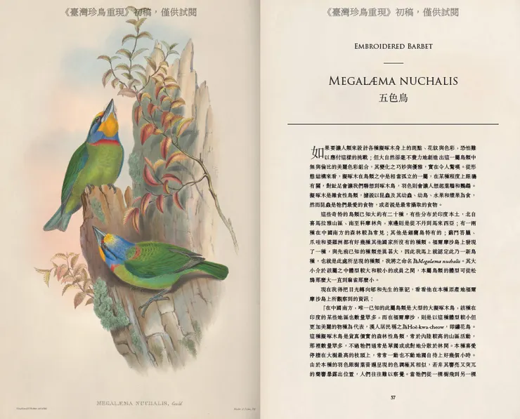 五色鳥篇，畫作生動到我都快聽到聲音了（大家出版提供）