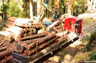 怪手將木材夾到車上